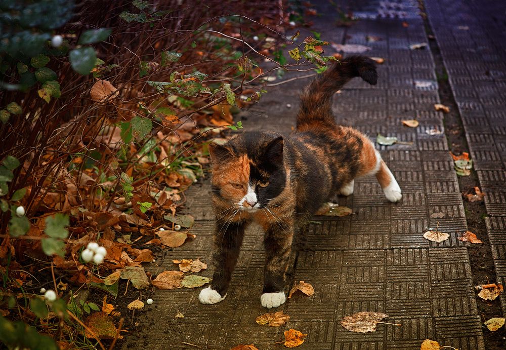 Photograph by Феофанов Николай