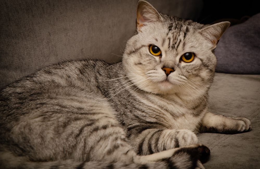 Photograph by Mishel Photographer