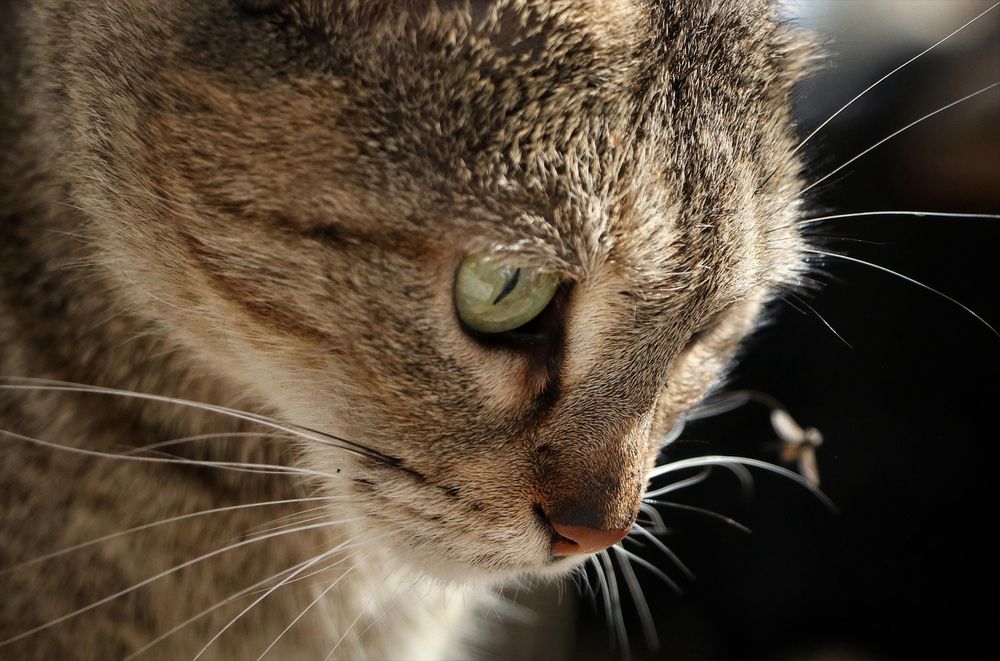 Фотография автора Abdallah Mogy