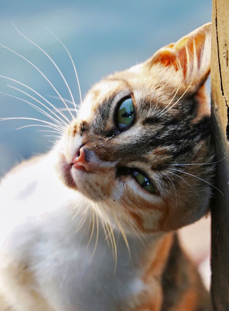 Фотография автора Abdallah Mogy