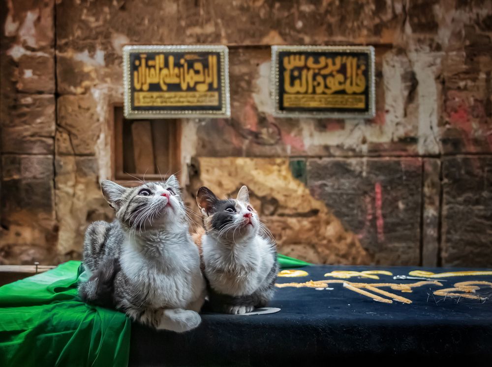 looking up at the sky