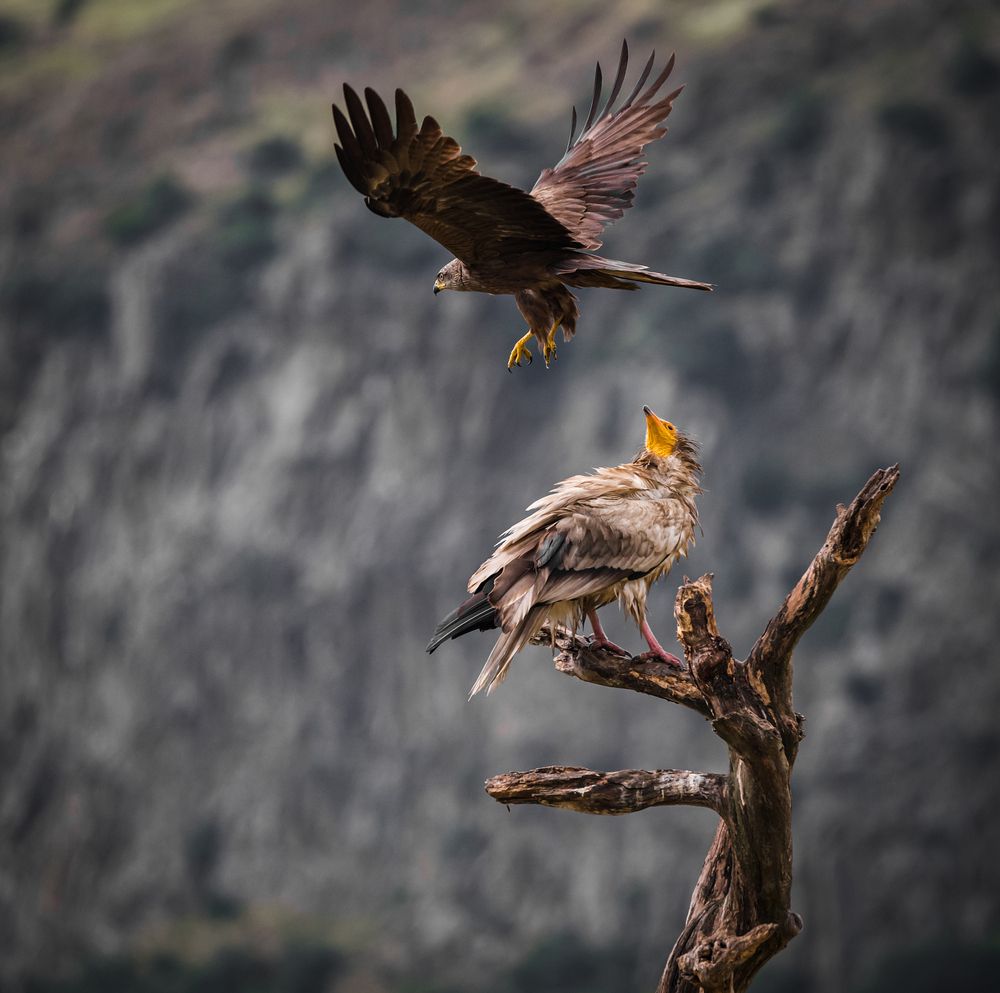 Photograph by Tarkolev Mladen