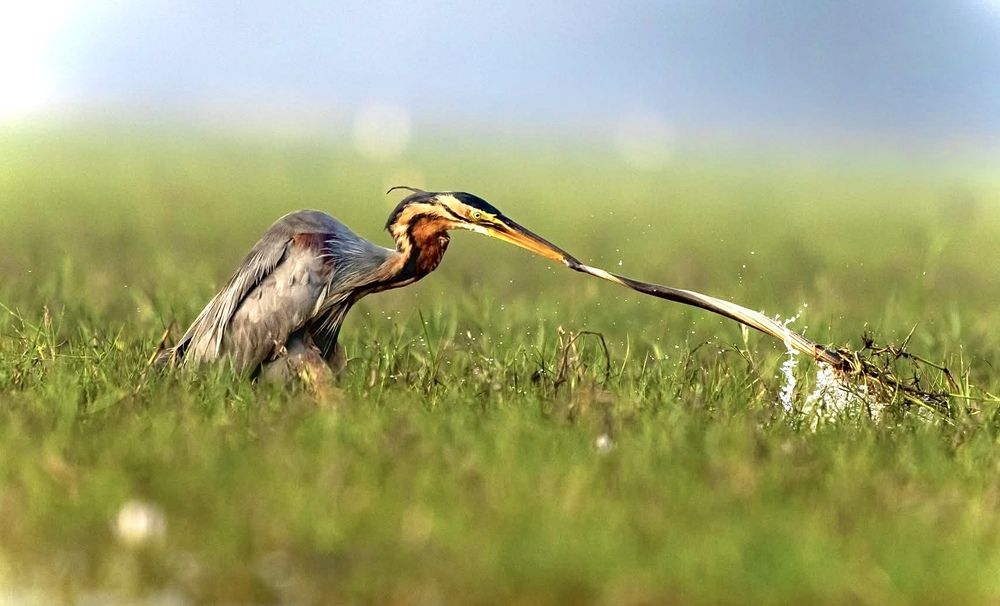 Photograph by Taraknath Karmakar