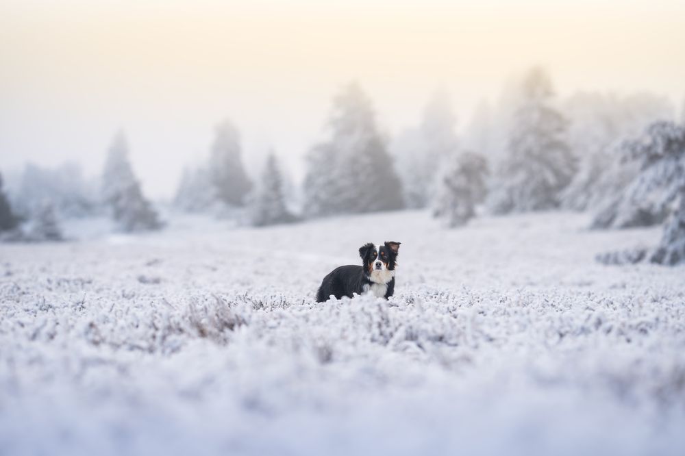 Frosty morning