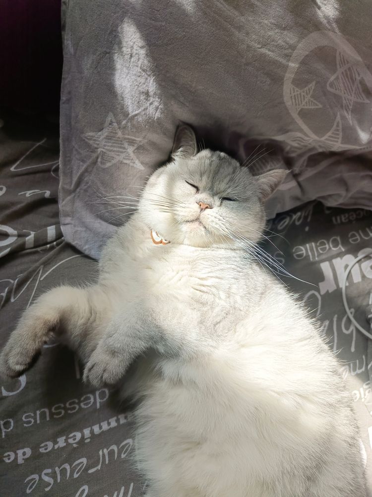 Фотография автора Андрей Занкович