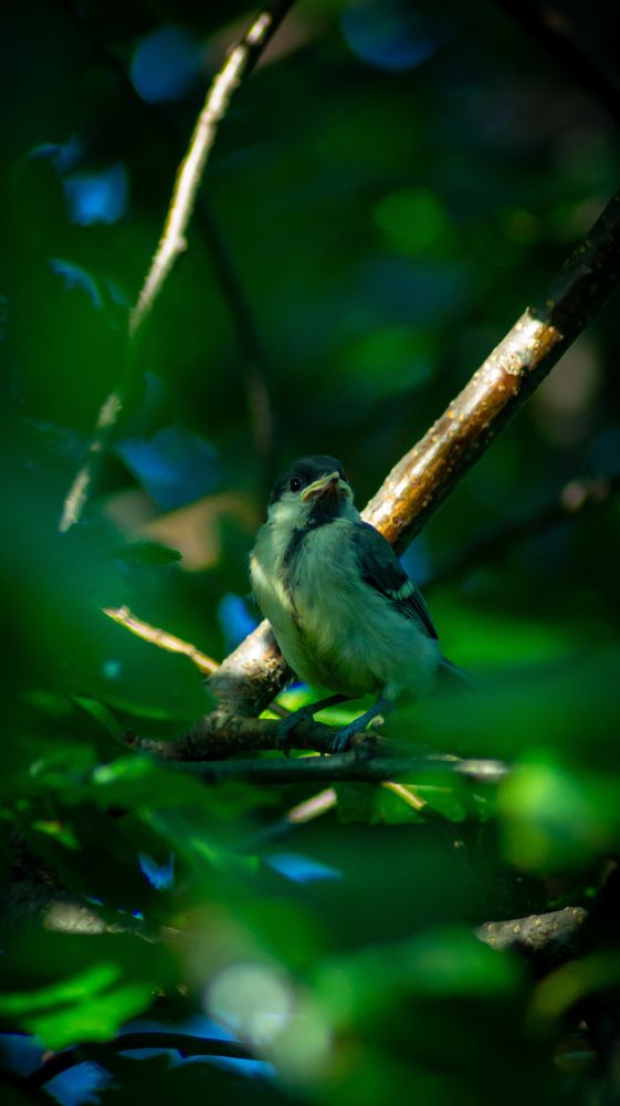 Photo #12244115