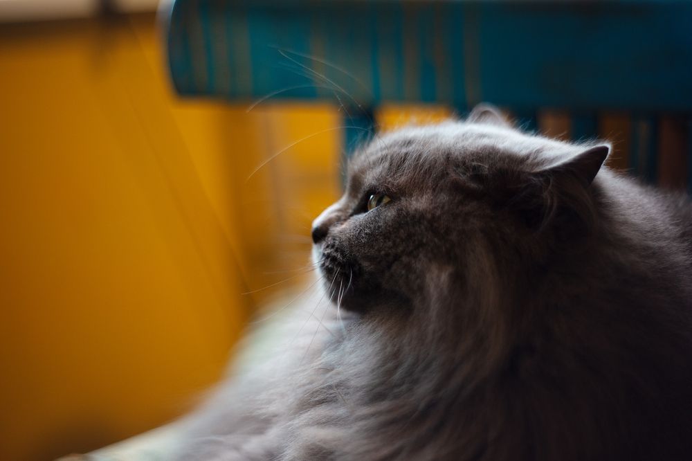 Photograph by Юлия Александровна