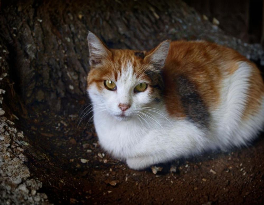 Photograph by Tatevik Tananyan