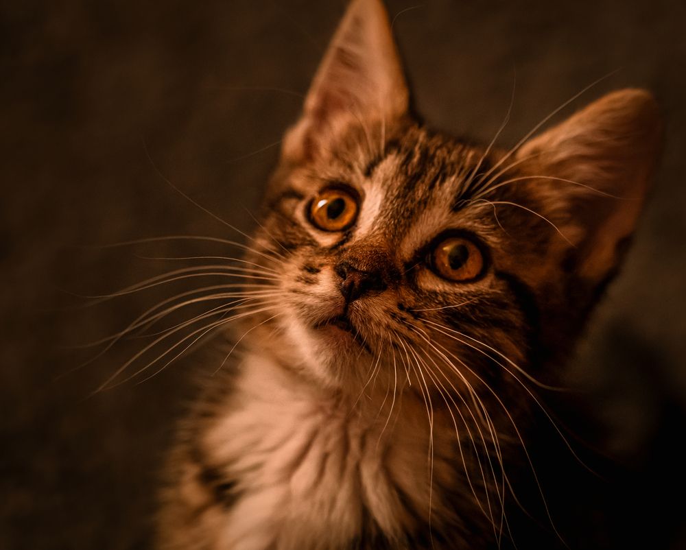 Фотография автора Дмитрий Себрин