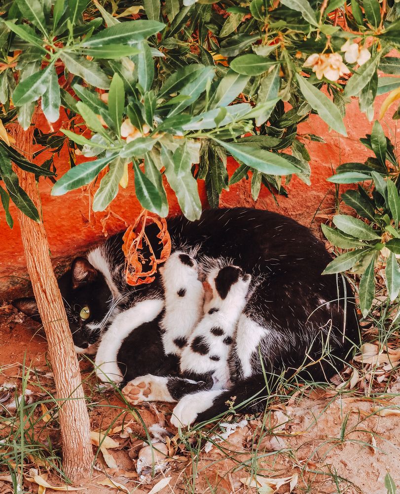 Фотография автора Fethi South Sider