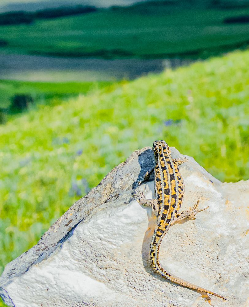 Photograph by Николай Михалев