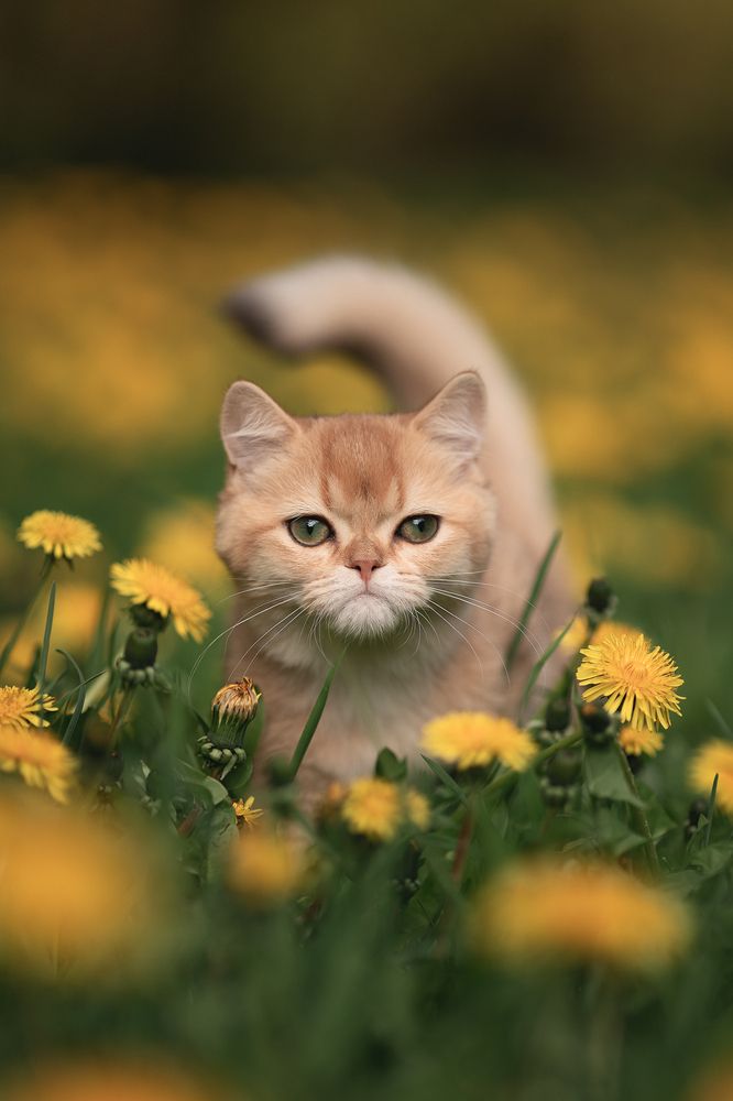 Photograph by Марина Леоненко