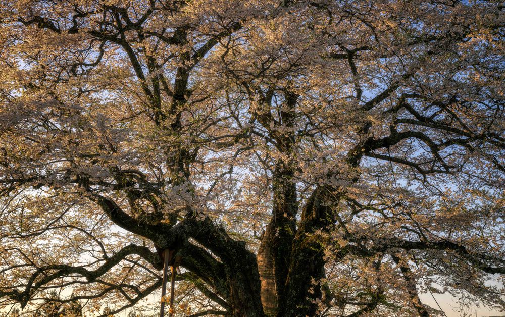 Фотография автора HIROTOMO NAKAHARA