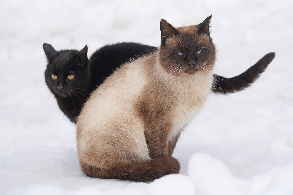 Фотография автора Соколов Владимир