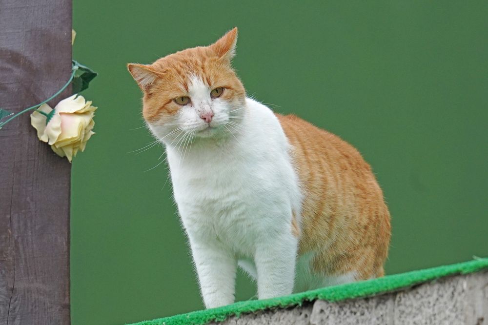 Фотография автора Соколов Владимир