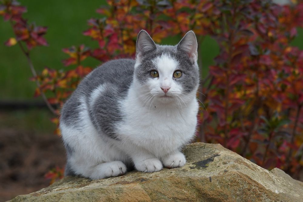 Фотография автора Соколов Владимир