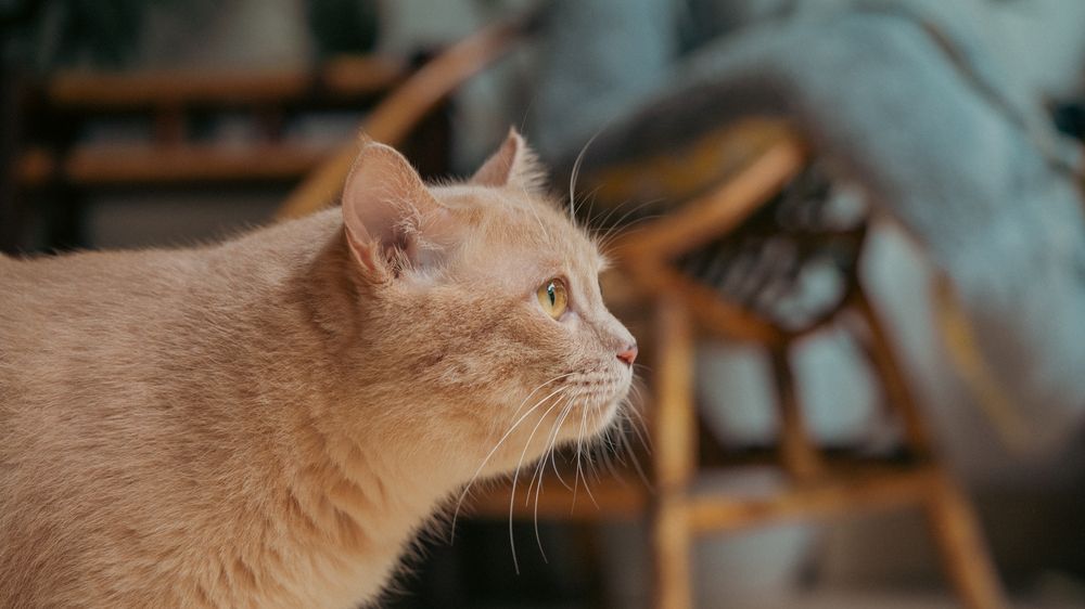 Photograph by Viet Nguyen
