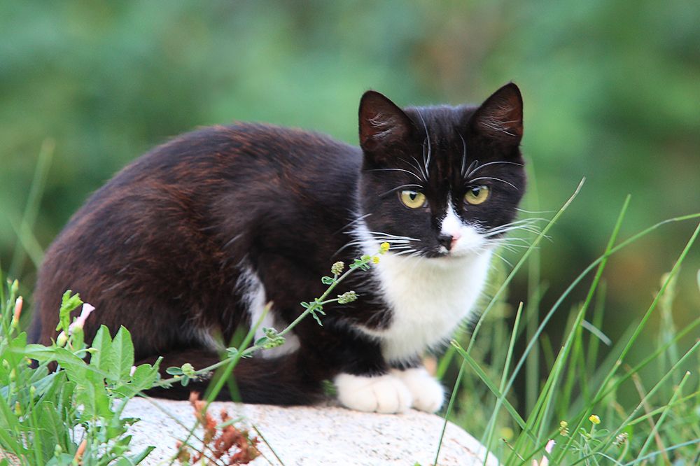 Photograph by Николай Протасеня