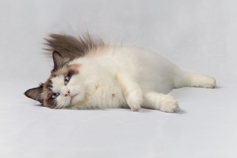 Фотография автора Annemarie Visser