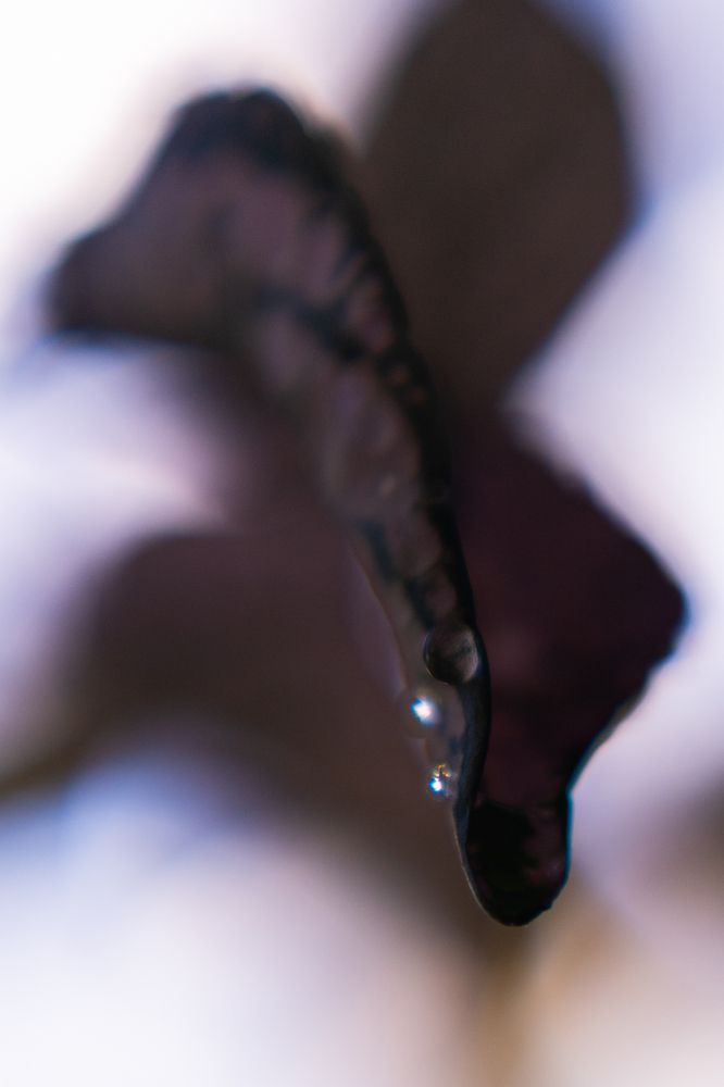Photograph by Александр Ерашов