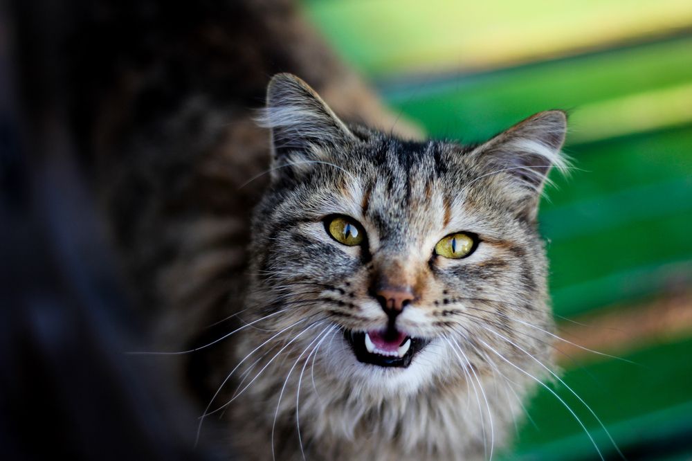 Photograph by Elham Bahrami