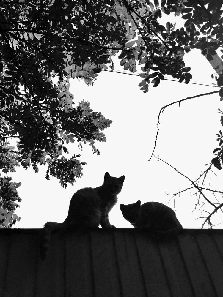Photograph by White Helena