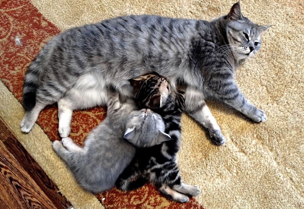 Британка с котятами