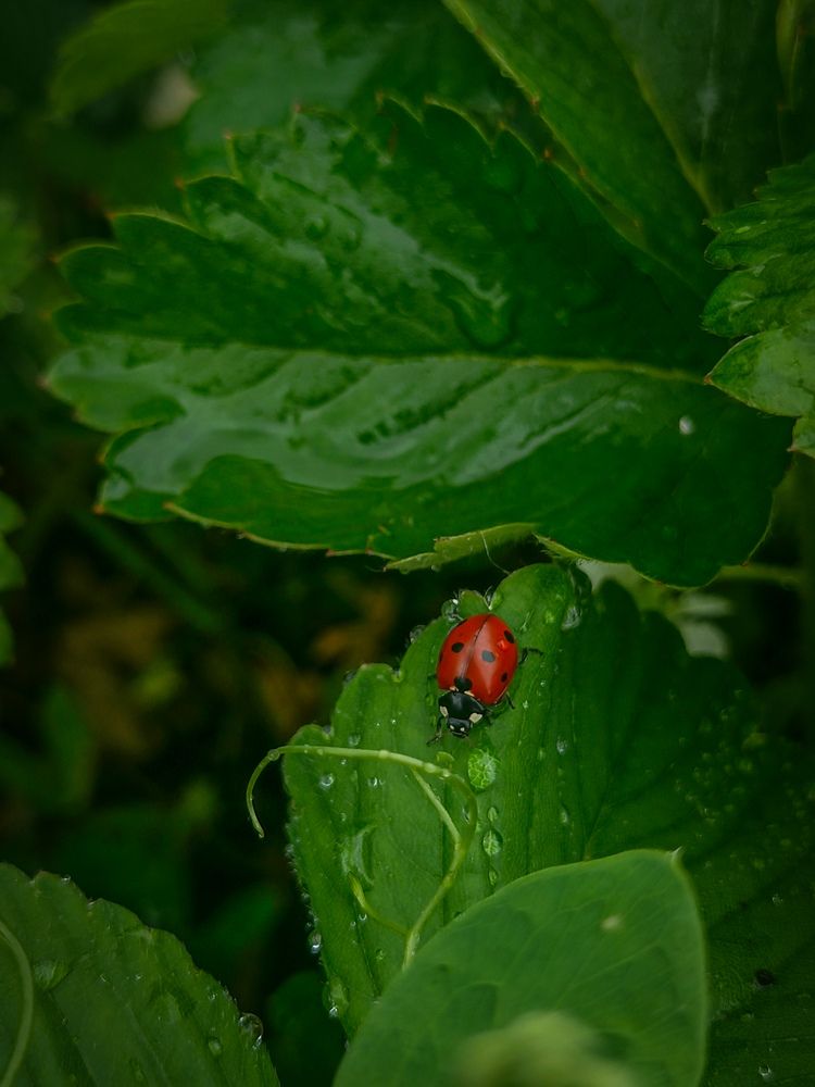 Photograph by Елена Толстопятова