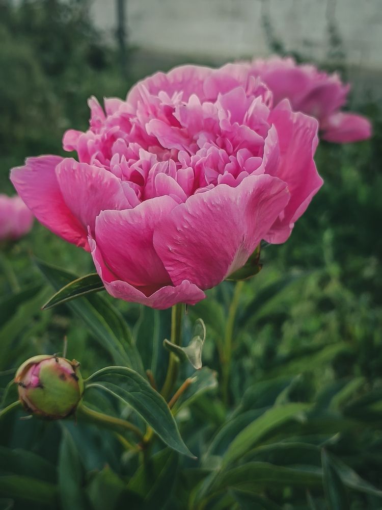 Photograph by Елена Толстопятова