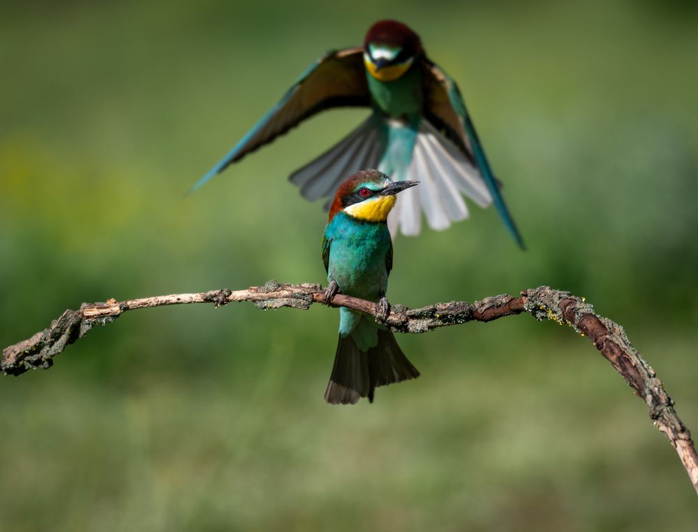 Photograph by Olena Pfister