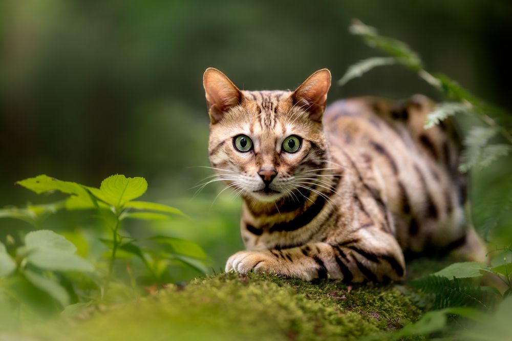 Photograph by Tomas Danco