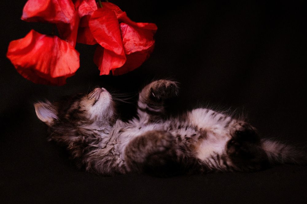 Фотография автора Екатерина Гончарук