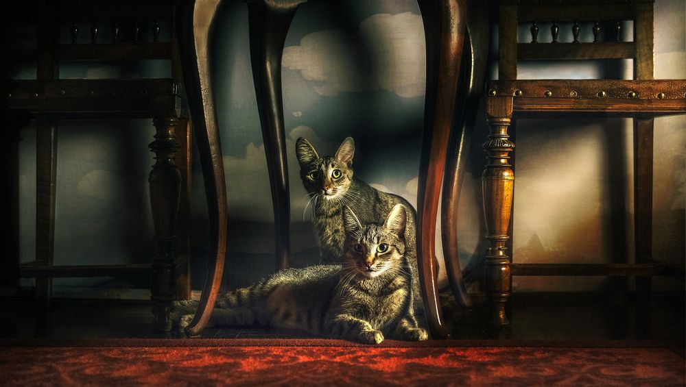 Photograph by Ovidiu Constantin horneac