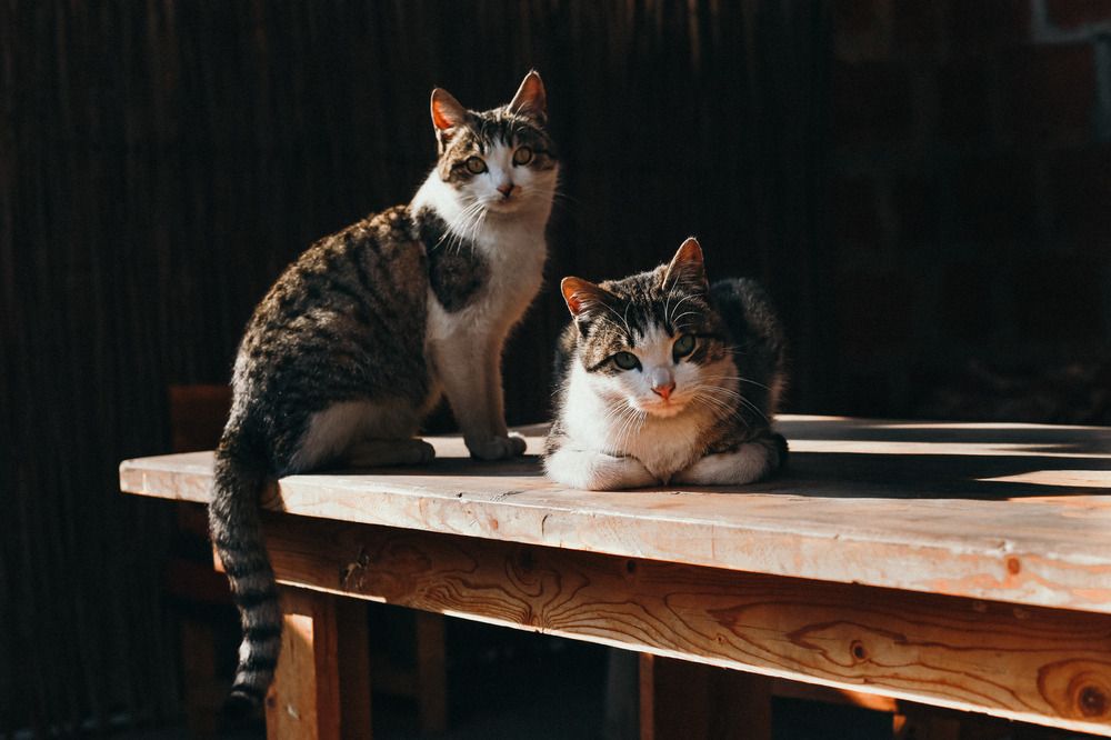 Photograph by Ксения Лаевская