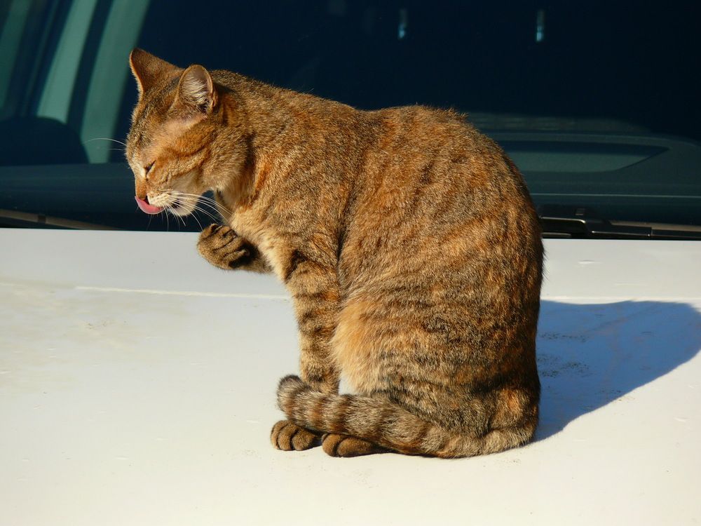 Фотография автора Анатолий Борисов