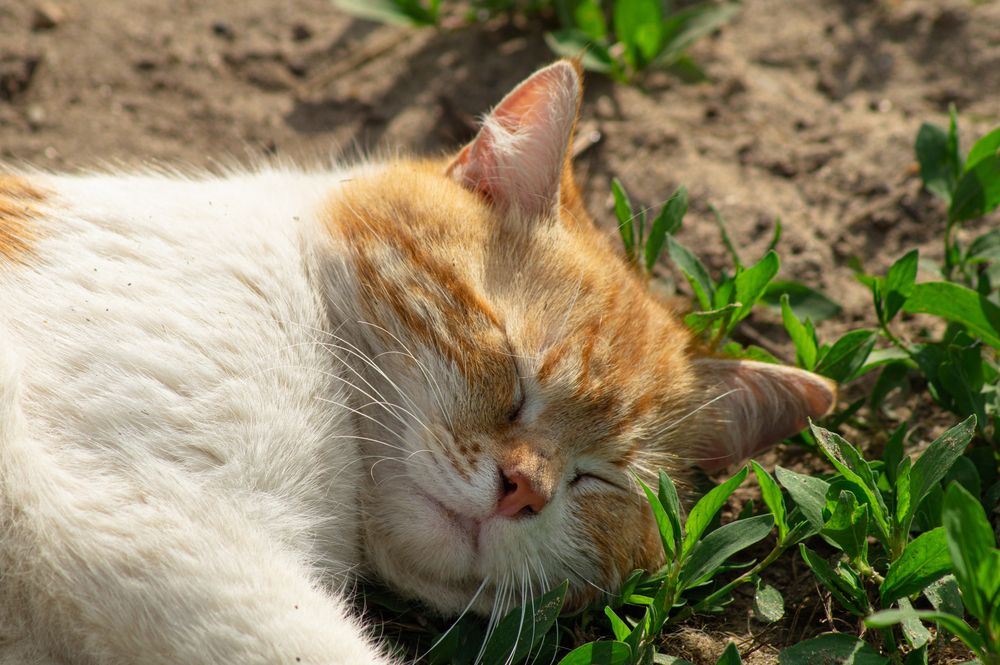 Photograph by Ариадна Подмогильная