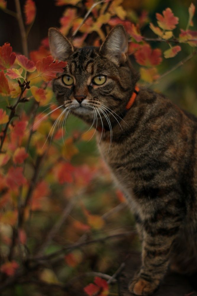 Фотография автора Pavel Levashov