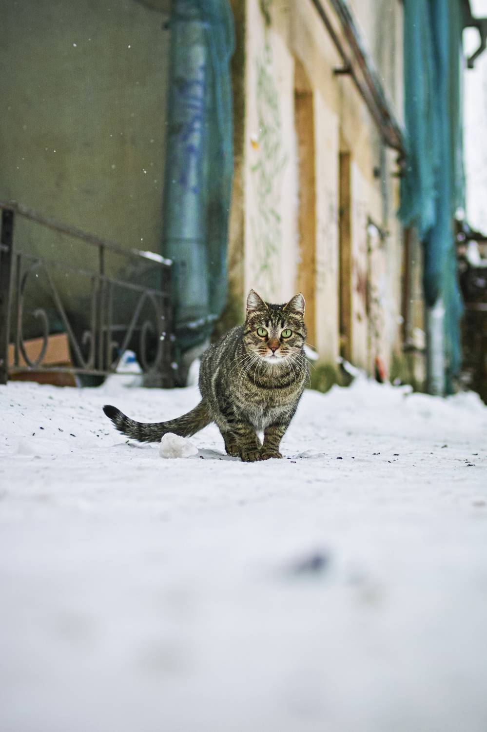 Photo #12245310