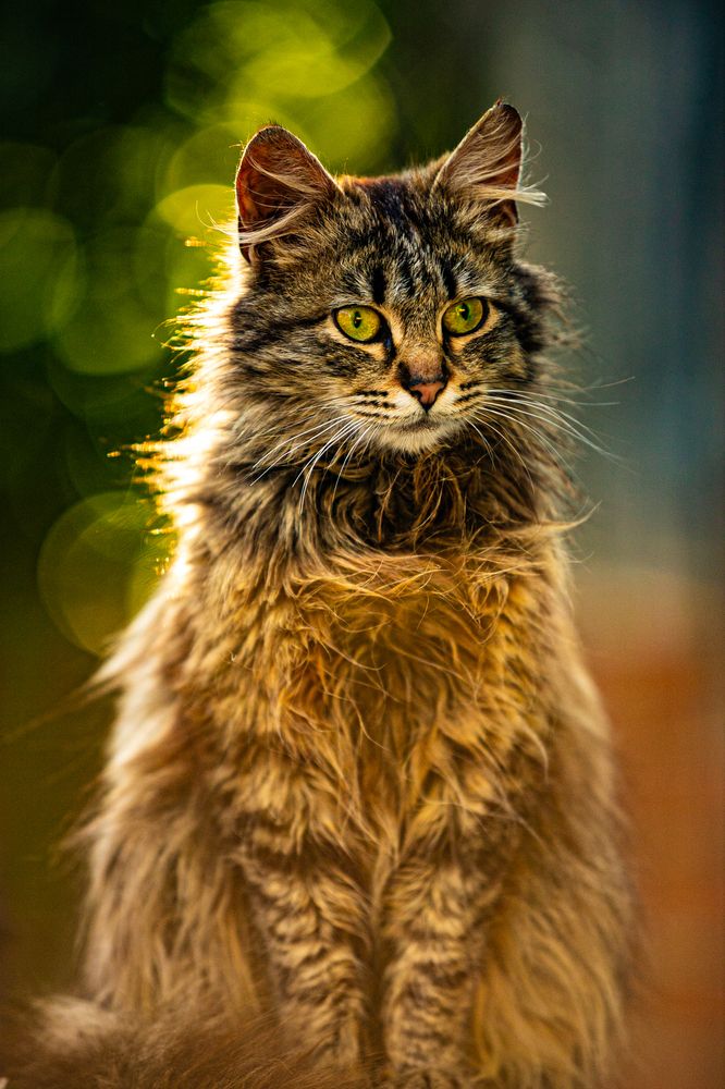 Фотография автора Лупина Михаил