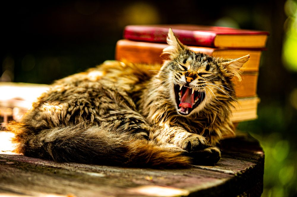 Фотография автора Лупина Михаил