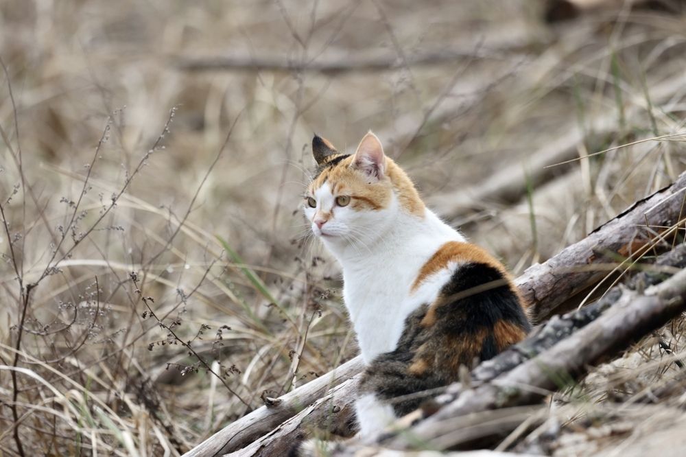 Photograph by Одаренко Ольга