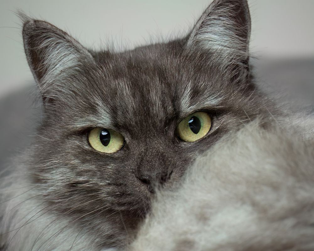 Фотография автора Craig Loechel