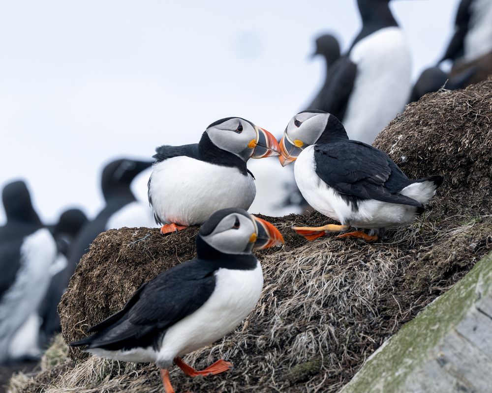 Фотография автора Ujwal Pasupuleati