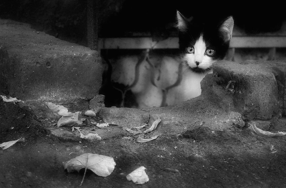 Фотография автора Е лена Е