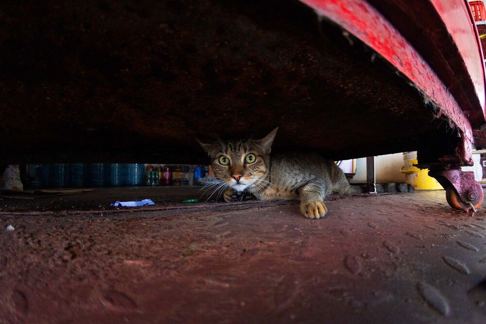 Фотография автора Laiyu moreno