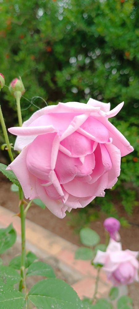 Фотография автора Bahaaddin Saber