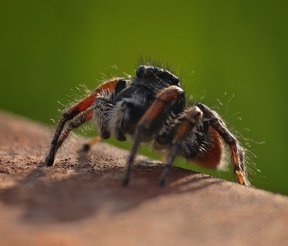 Photograph by Михаил Саидов