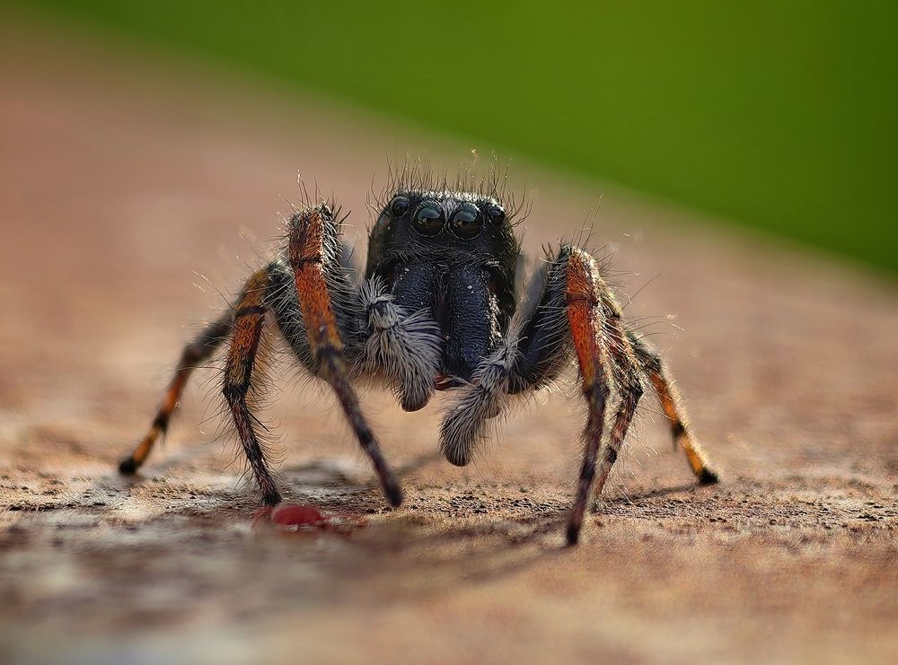 Photograph by Михаил Саидов