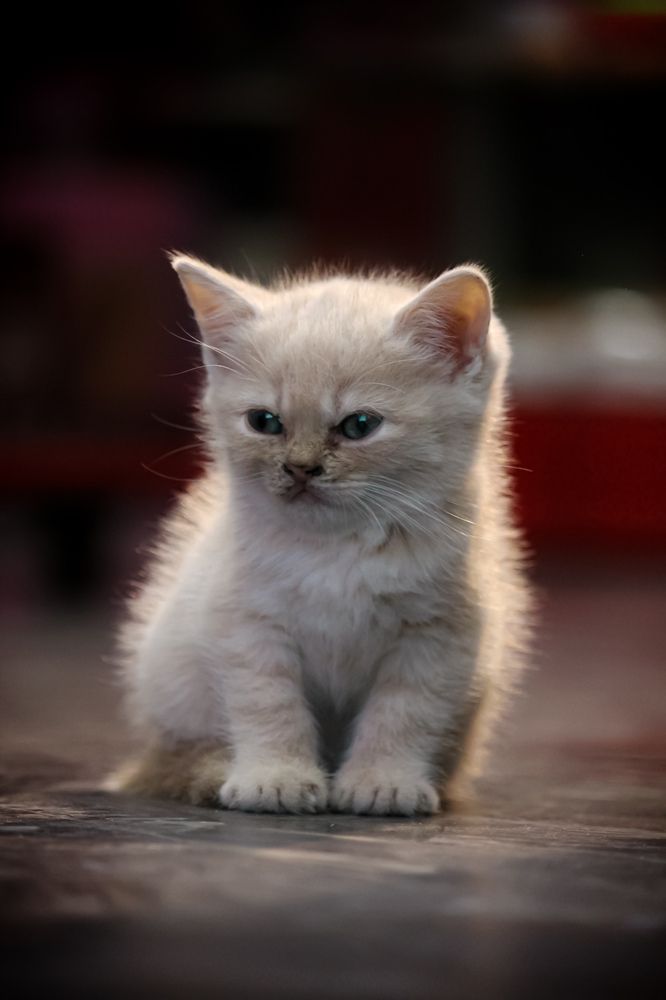 Photograph by DJAID MOHAMED