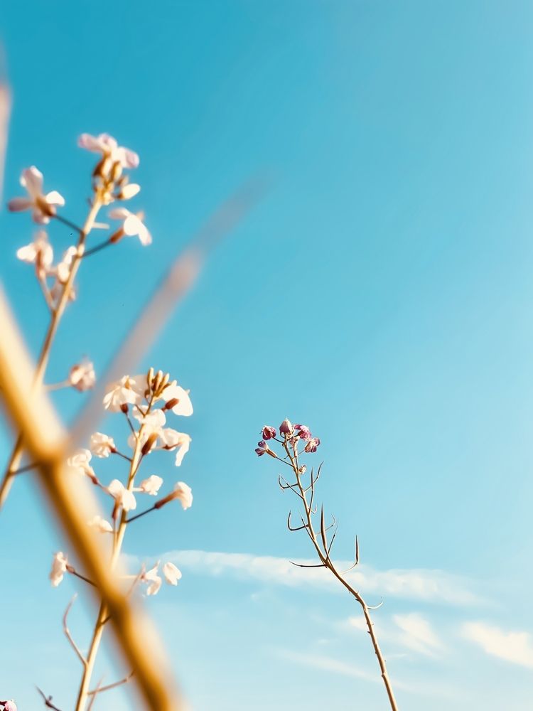 Фотография автора Awais Akram